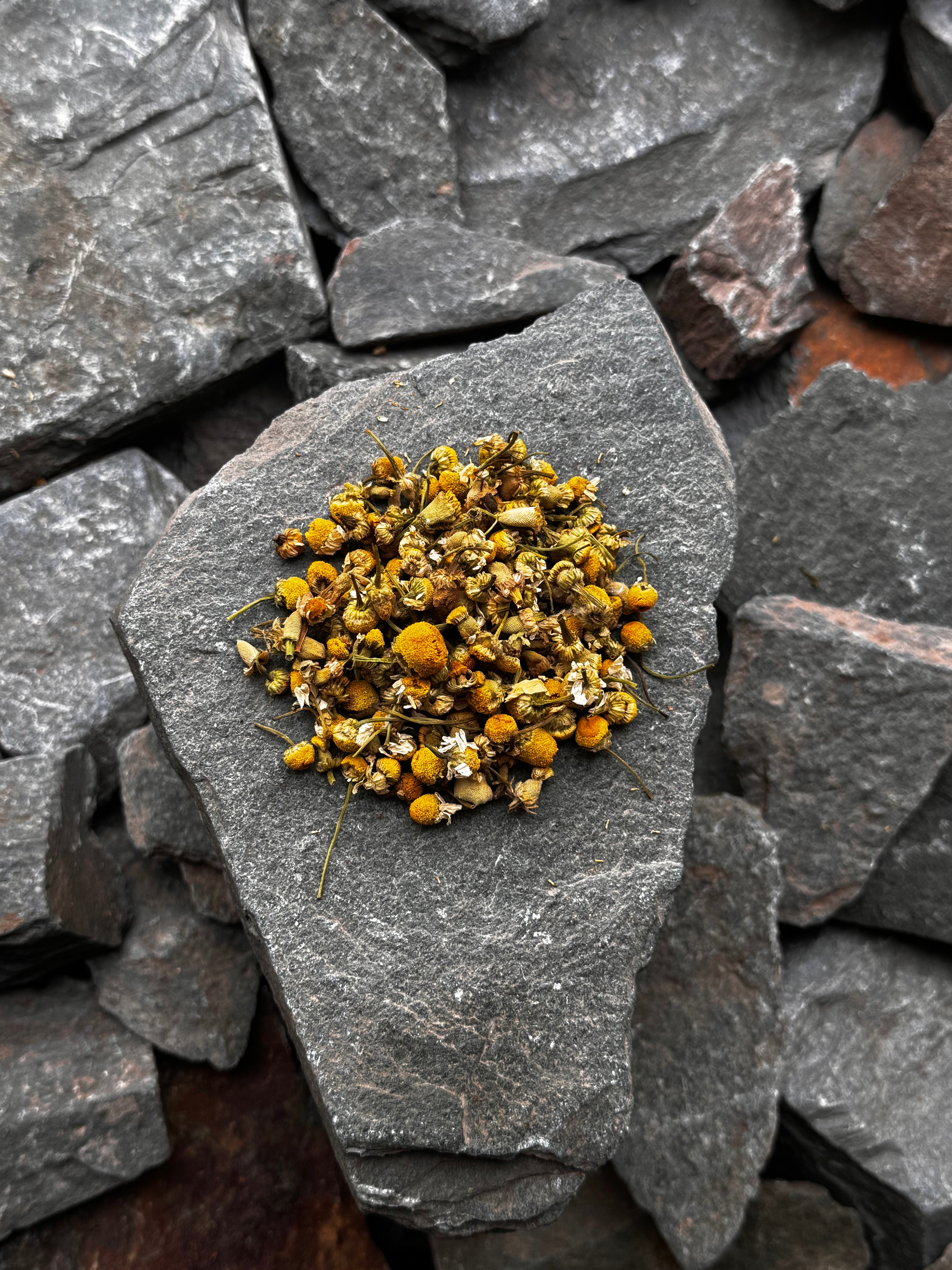 Camomile